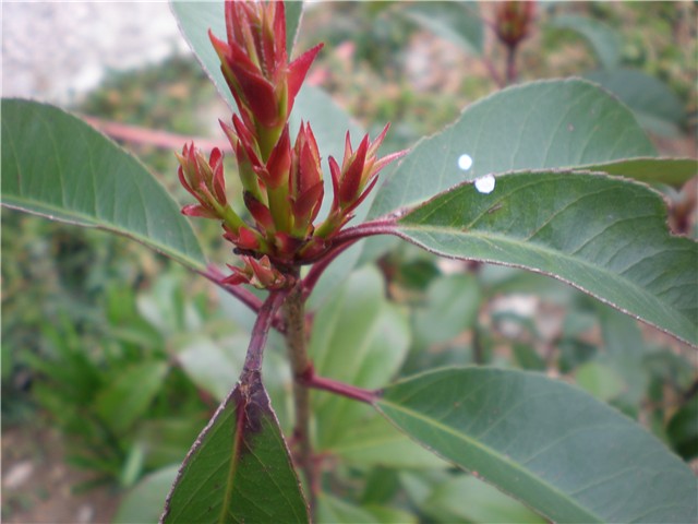 photinia